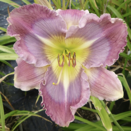 Spacecoast Turbulent Skies - 1 Fan Spacecoast Turbulent Skies - 1 Fan